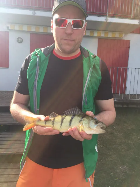 Flussbarsch