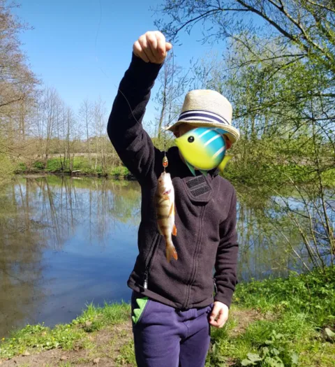 Flussbarsch