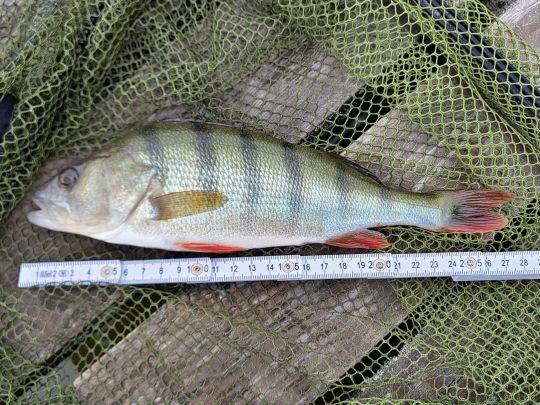 Flussbarsch-1