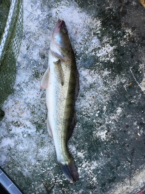 Zander