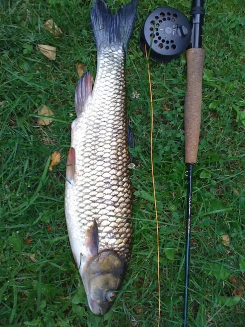 Döbel