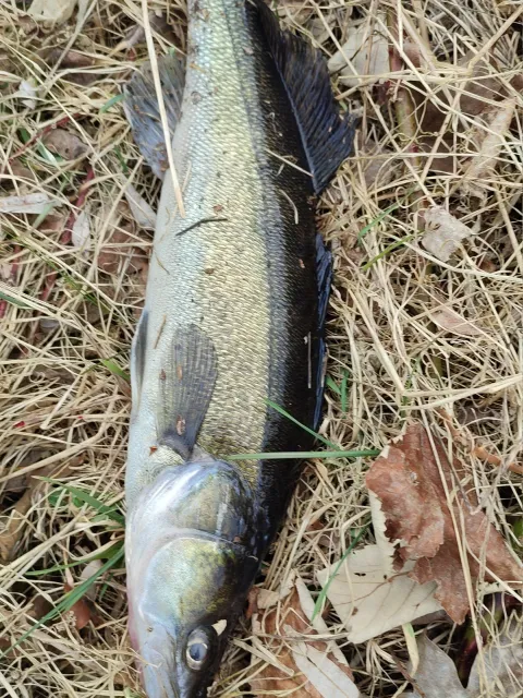 Zander