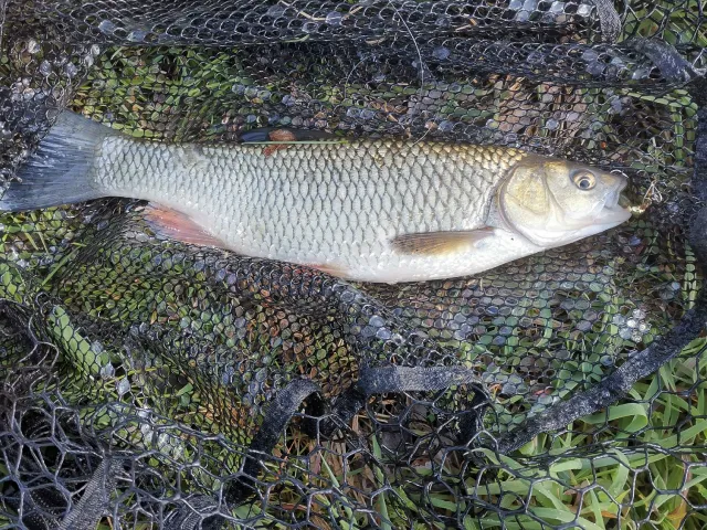 Döbel