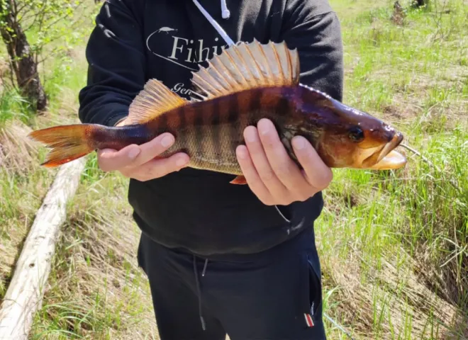 Flussbarsch