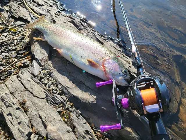 Regenbogenforelle