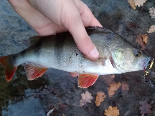 Flussbarsch