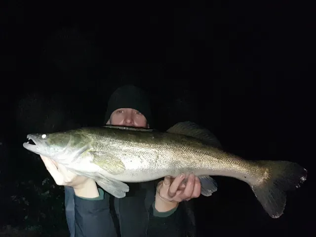Zander