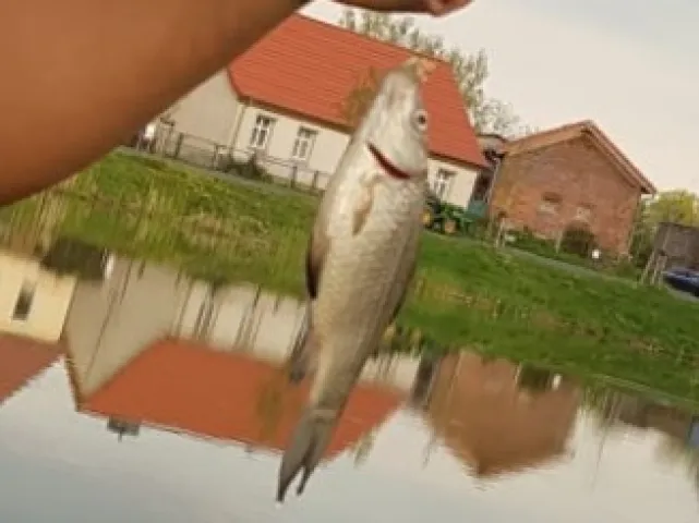 Karausche