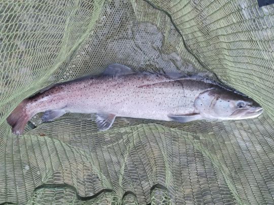 Huchen