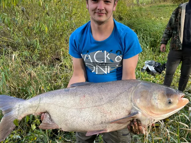 Silberkarpfen