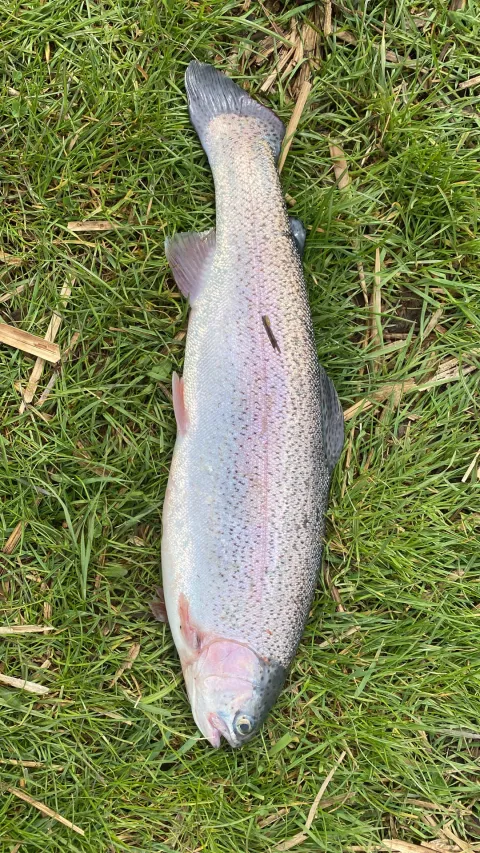 Regenbogenforelle