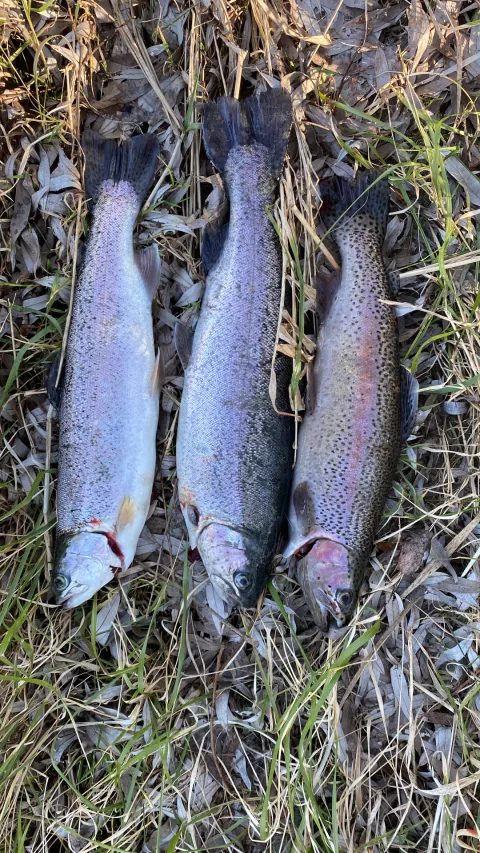 Regenbogenforelle