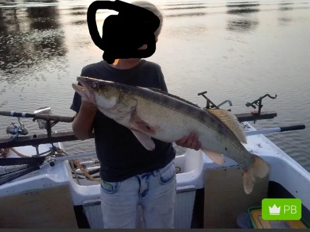 Zander