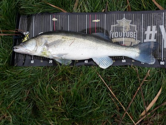 Zander