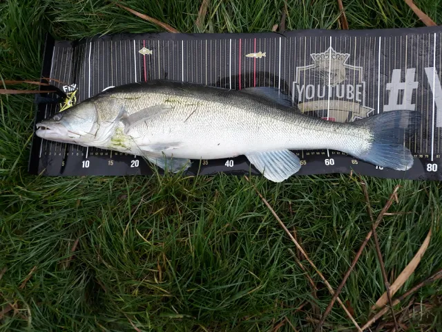 Zander