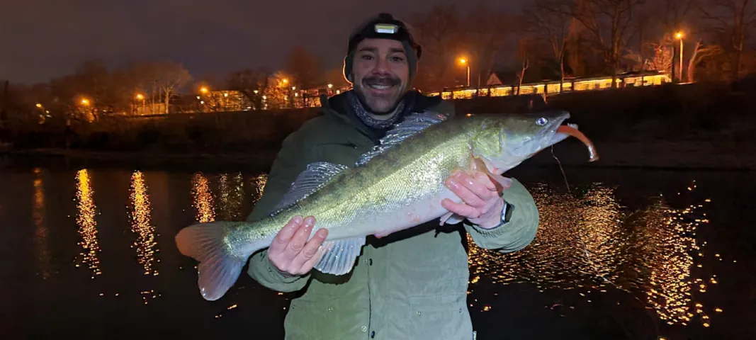 Zander