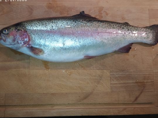 Regenbogenforelle