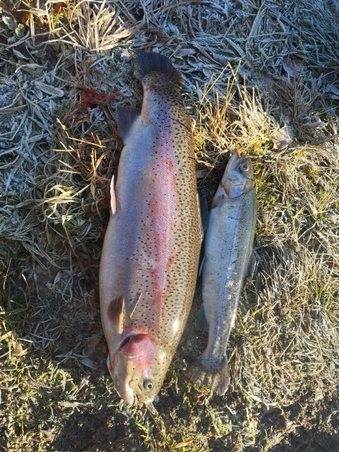 Regenbogenforelle