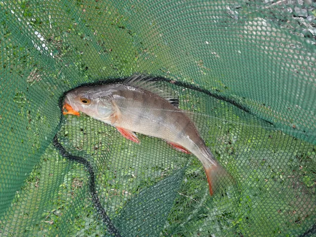 Flussbarsch