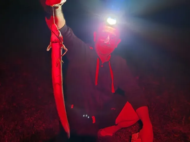 Aal