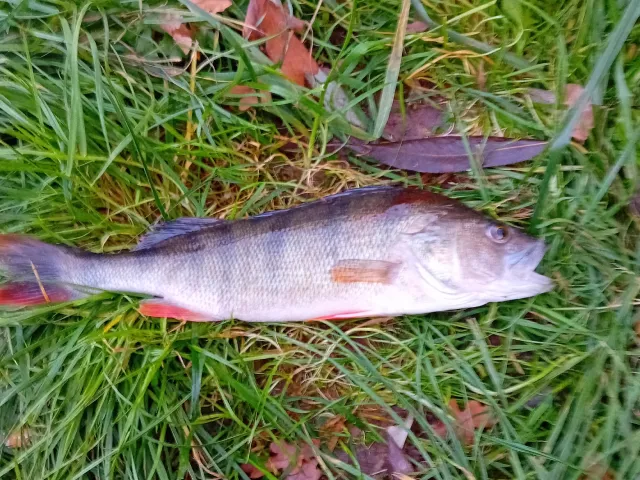 Flussbarsch