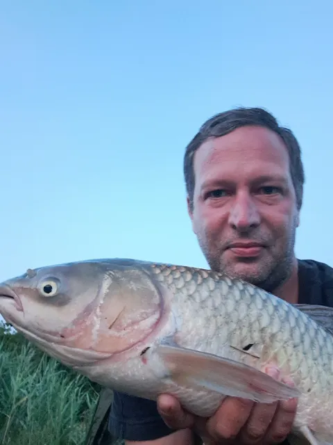 Graskarpfen