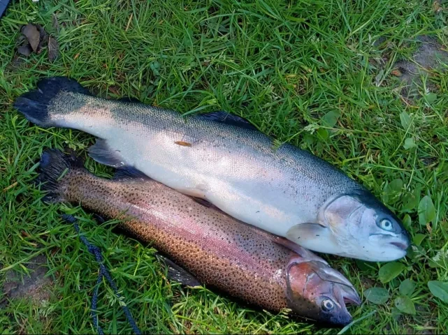 Regenbogenforelle