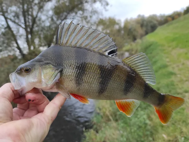 Flussbarsch