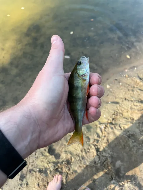 Flussbarsch