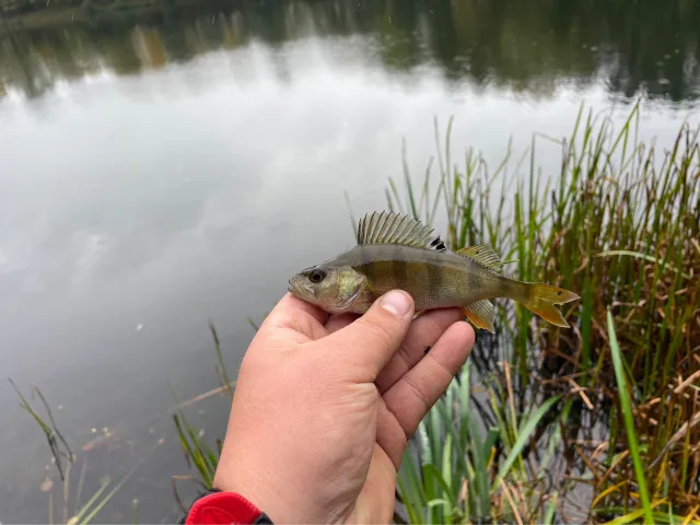 Flussbarsch