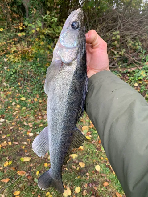 Zander