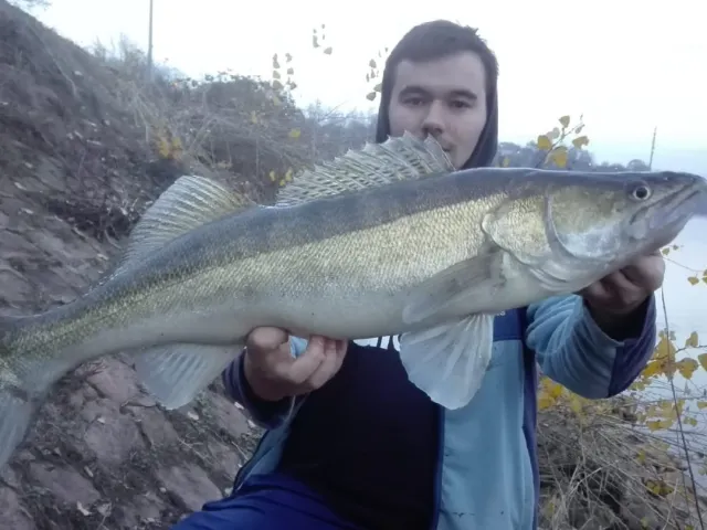 Zander