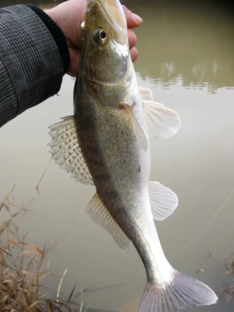 Zander