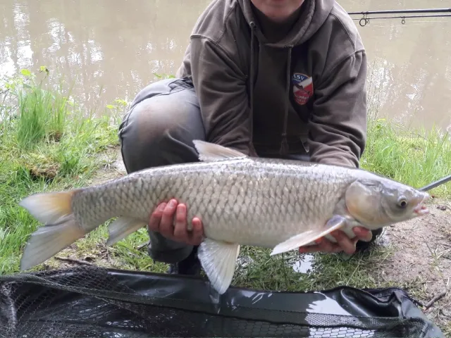 Graskarpfen