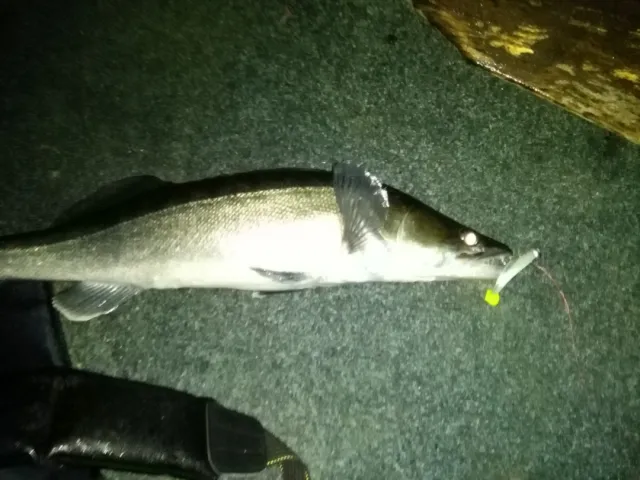 Zander