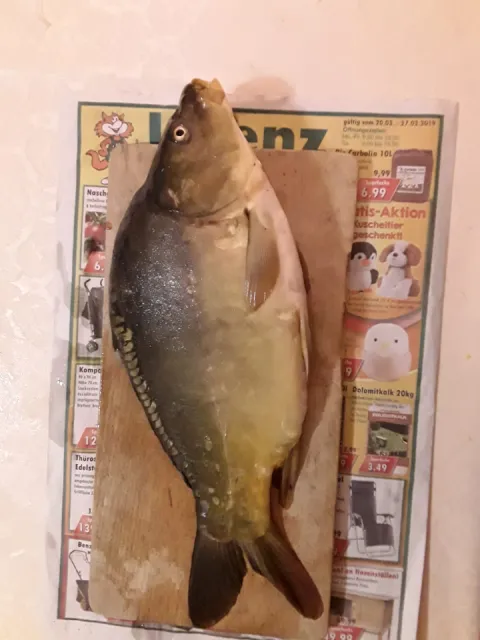 Karpfen