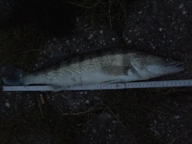 Zander