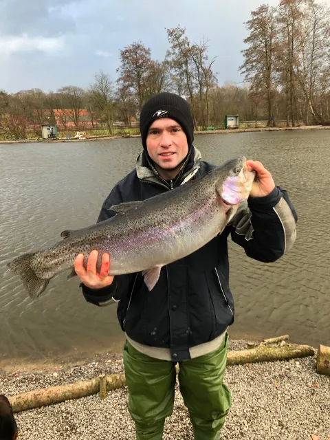 Regenbogenforelle
