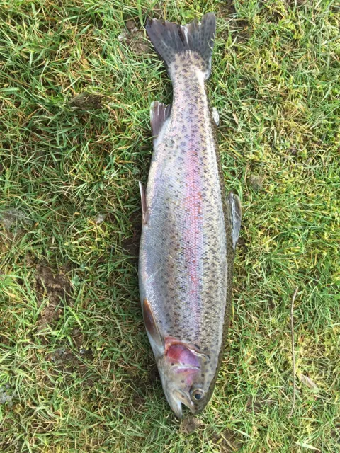 Regenbogenforelle