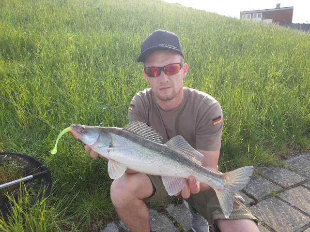 Zander