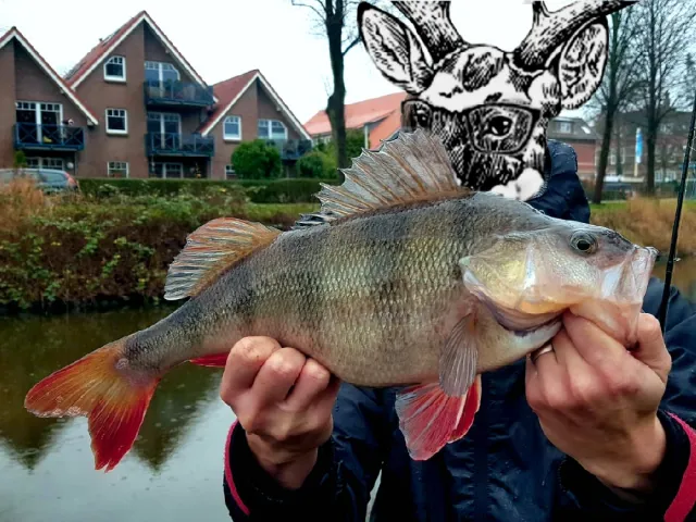 Flussbarsch