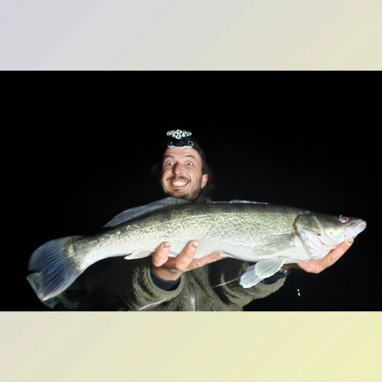 Zander