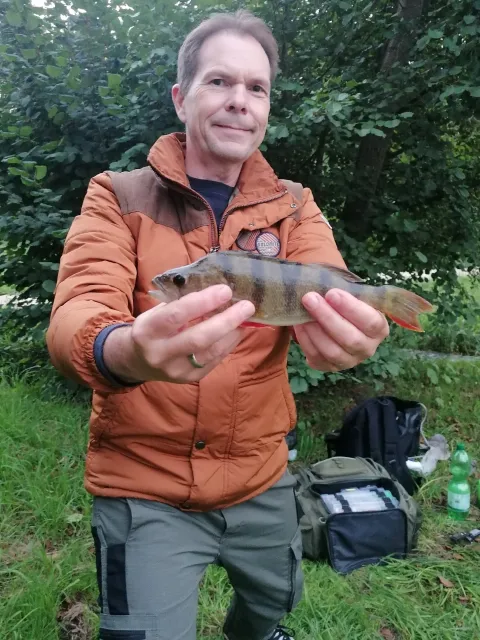 Flussbarsch