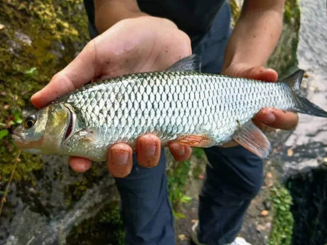 Döbel