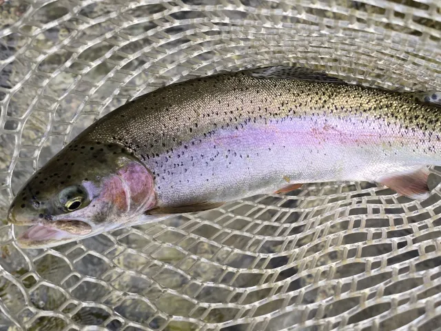 Regenbogenforelle