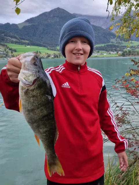 Flussbarsch