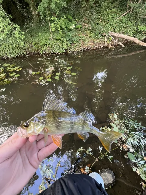 Flussbarsch