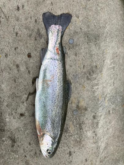 Regenbogenforelle