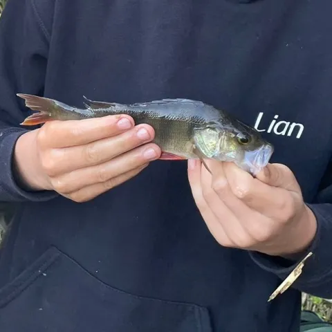 Flussbarsch