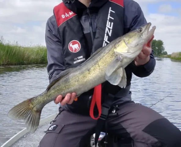 Zander